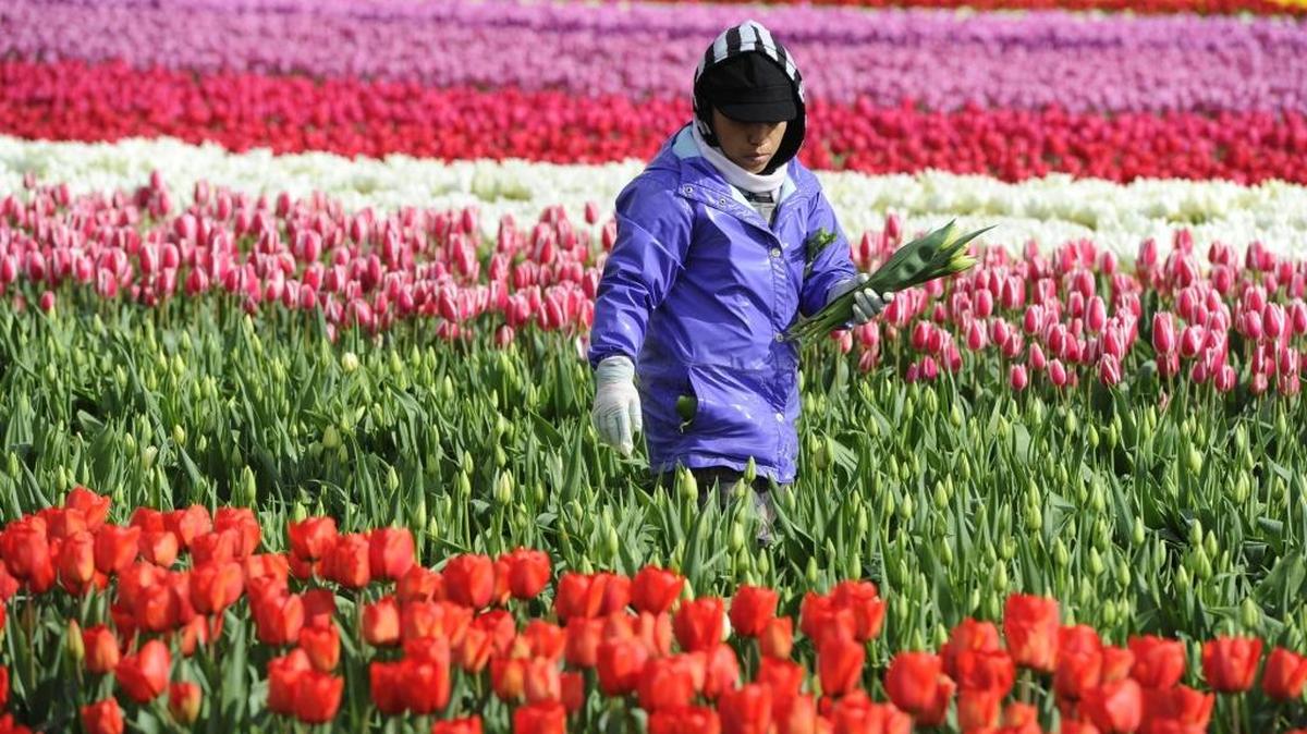 Tulip Town’s Angelina Flores picks tulips at the farm west of Mount Vernon Tuesday on March 24, 2015. The annual Skagit Valley Tulip Festival runs through the end of April but Sunday, April 17, is likely the last day to see blooming tulips in the fields.