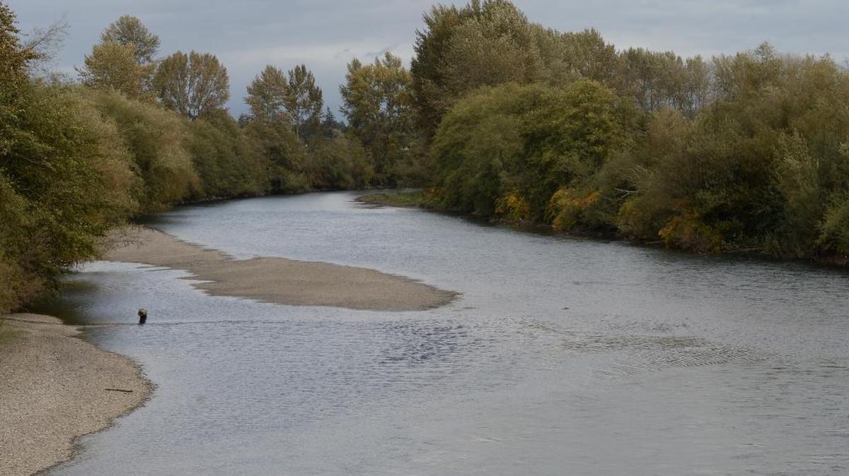 The Nooksack River from the Hannegan Road bridge south of Lynden, Friday, Oct 7, 2016. The Washington state Supreme Court ruled Thursday that Whatcom County must make sure there is enough available water before issuing permits for new developments in rural areas, in part to protect salmon-bearing streams like the Nooksack. The case has been working its way through the courts since 2013.