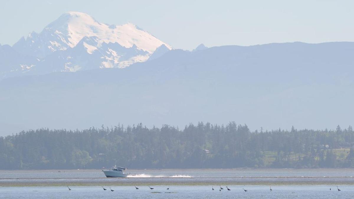 A boat passes herons feeding on Padilla Bay looking east across the bay toward Mount Baker on May 6.