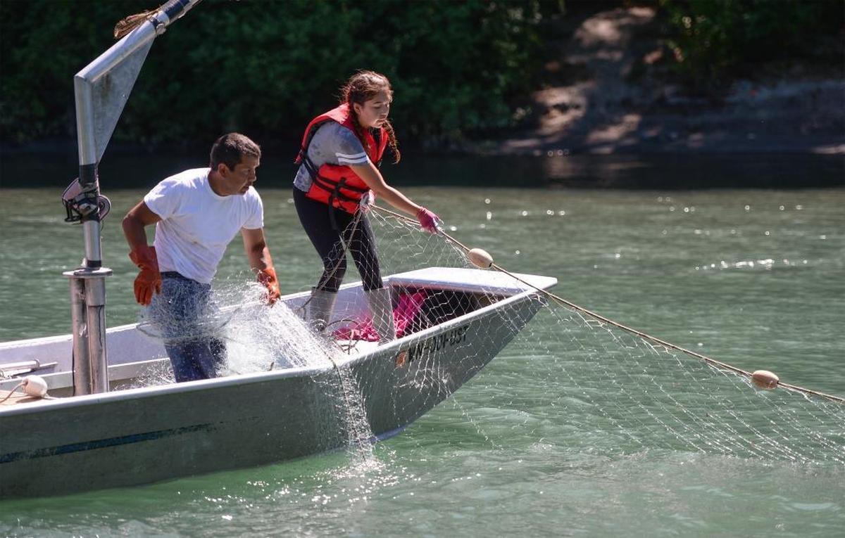 Upper Skagit tribal fisher Larry Peterson and his daughter Rochelle Peterson, 16, pull in a gillnet while fishing for sockeye salmon on the Baker River near the town of Concrete, Washington, July 5, 2017. Members of the tribe can start gillnetting at age 14.