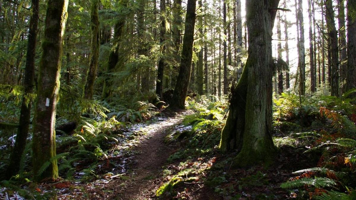 A view of Blanchard Working Forest mid-way up Max’s Shortcut Trail, which goes up Blanchard Mountain for access to Oyster Dome at the top, Feb. 2, 2016. Hundreds of forested acres on the mountain could be taken out of protected status and logged unless the Legislature fully pays for conservation of a 1,600-acre core.