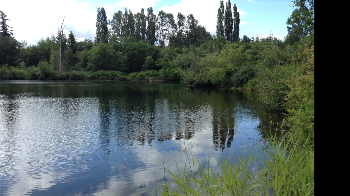 
A project set to begin July 6 would re-route Squalicum Creek so that it bypasses Sunset Pond, shown June 19, 2015. The $1.8 million project will improve water quality in the creek in Bellingham and open up 22 miles of salmon habitat upstream.
