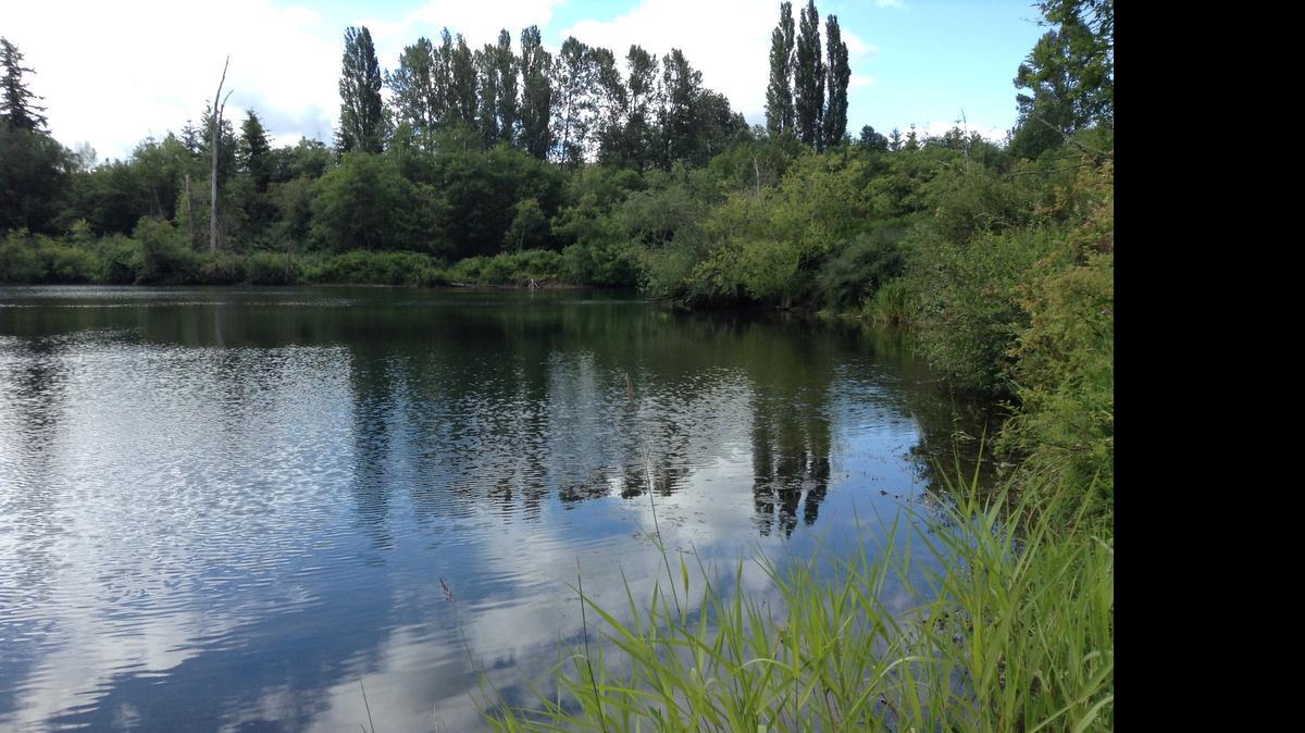 
Bellingham is planning a trail around Sunset Pond, and also trails to connect the King Mountain and Irongate neighborhoods to Barkley. 