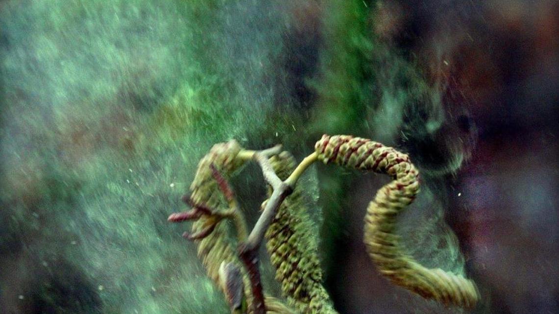 Experts are predicting a difficult Western Washington allergy season. Here’s why