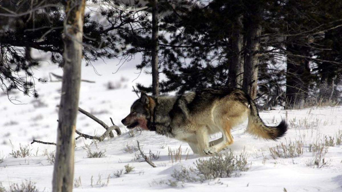 This Feb. 16, 2006 photo released by the National Park Service shows a wolf near Blacktail Pond in Yellowstone National Park.