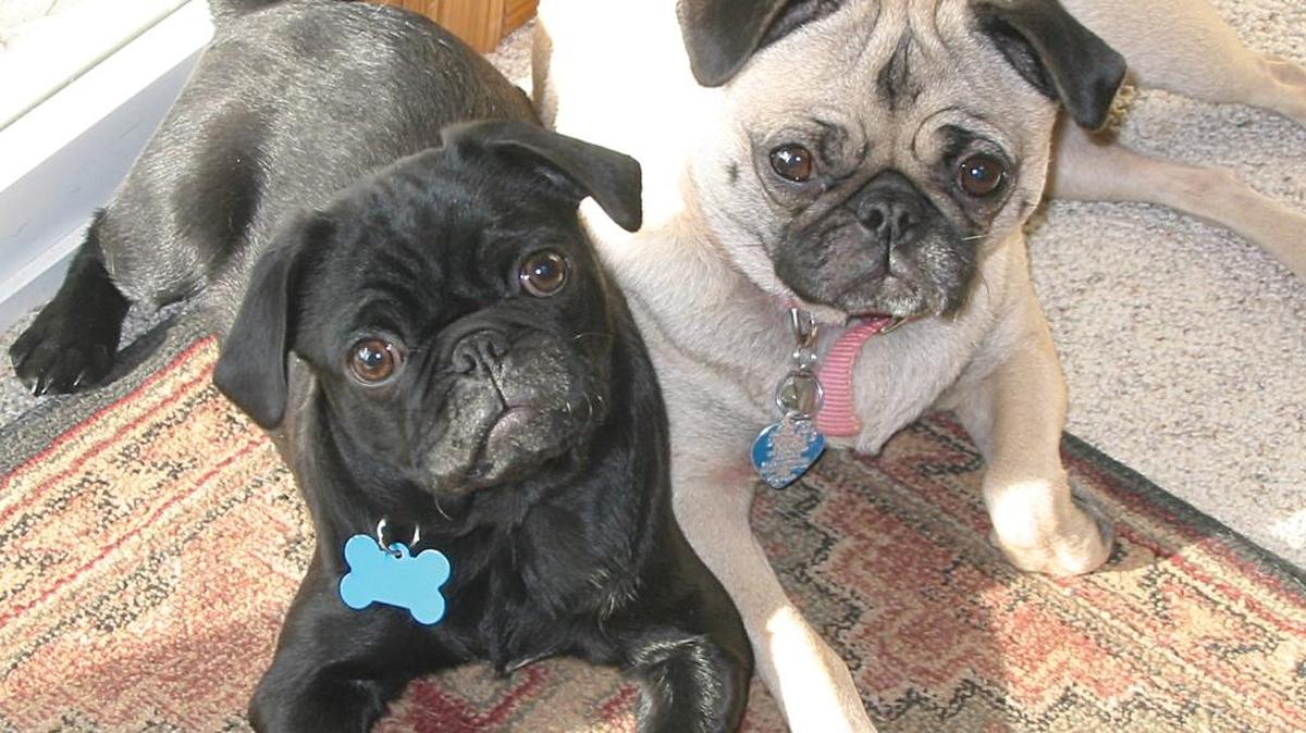 Pugs Milo, 8, left, and Maggie, 10, died in early November, 2012 after eating poisonous mushrooms in the family's Bellingham yard.