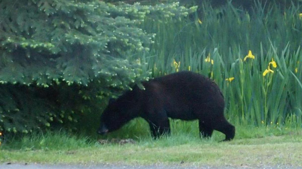 Herald reader Shaaron Coleman photographed this juvenile black bear in her yard near Lake Terrell on Tuesday, May 10, 2016.