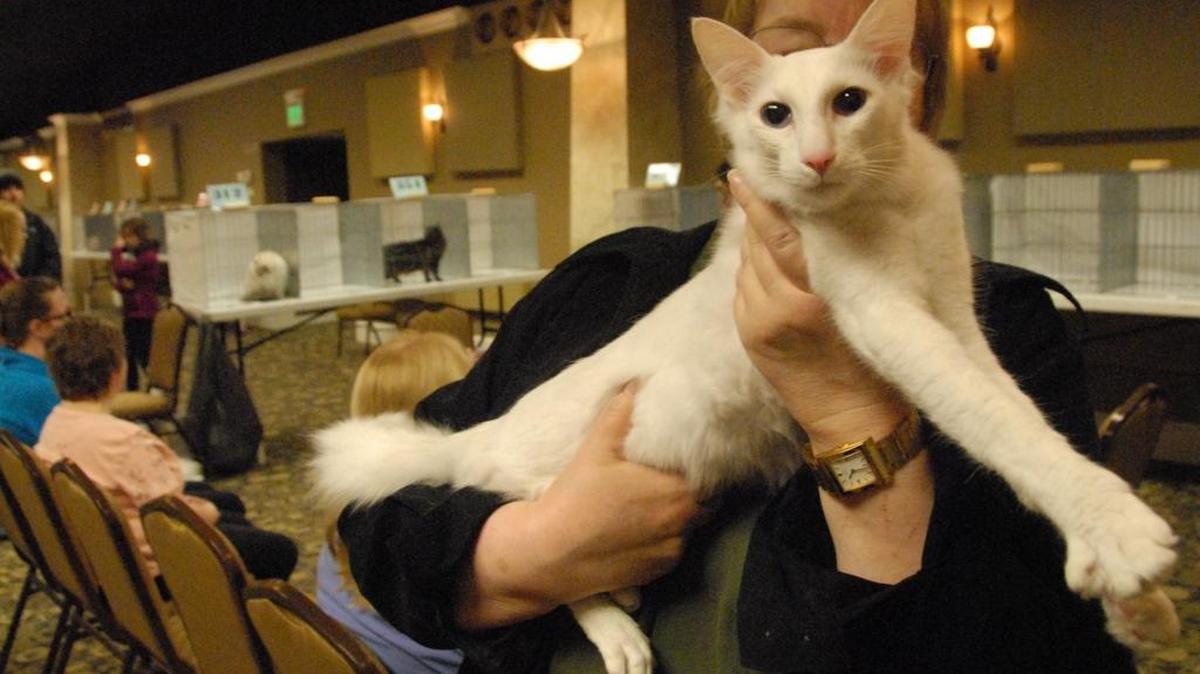 Suzanne Barry carries her oriental longhair, Balimoor Cody Osnowdrift, after a round of judging at the My Furry Valentine cat show Feb. 11, 2012 in Ferndale. A new study says Seattle is the No. 2 cat lady city in America.