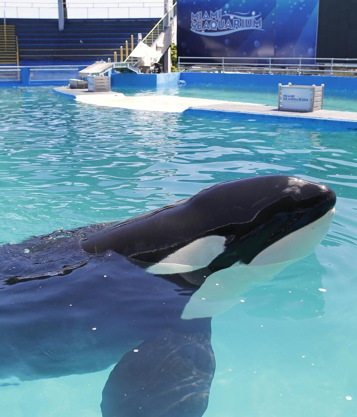 Lolita the killer whale swimming at the Miami Seaquairum on Wednesday, August 30, 2017, in Key Biscayne.