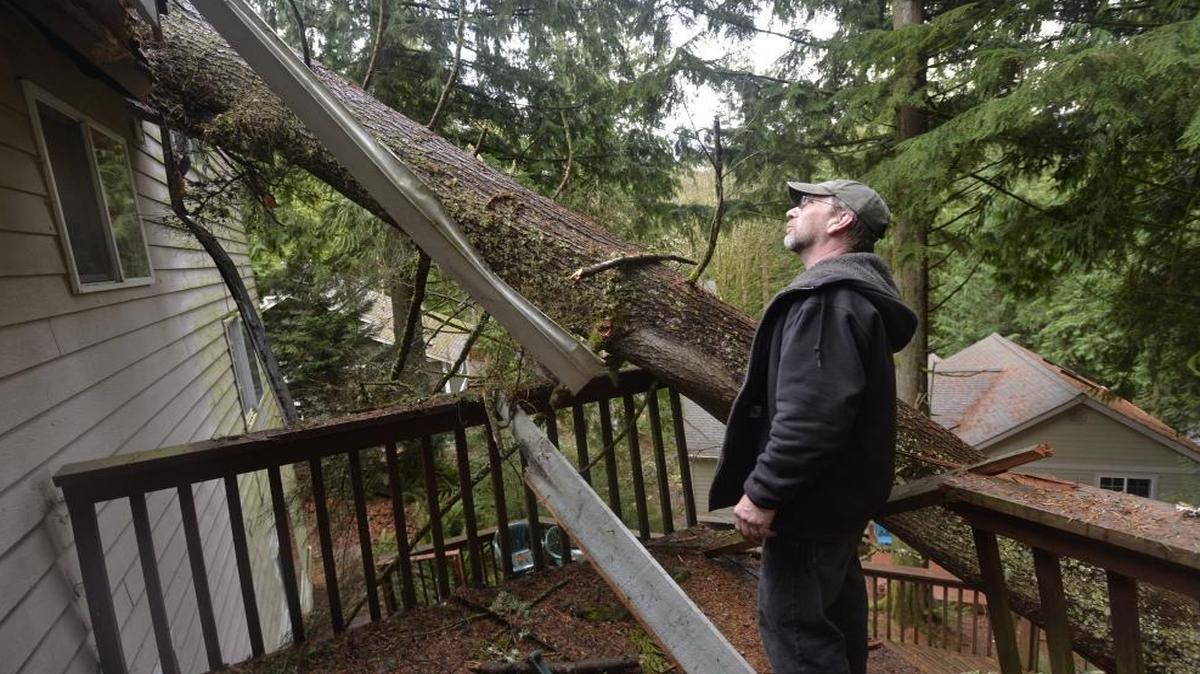 Sudden Valley resident John Ramsay looks at a tree Dec. 12, 2014, that crashed into his house during a windstorm the previous night. “It sounded like a freight train,” said Ramsay.