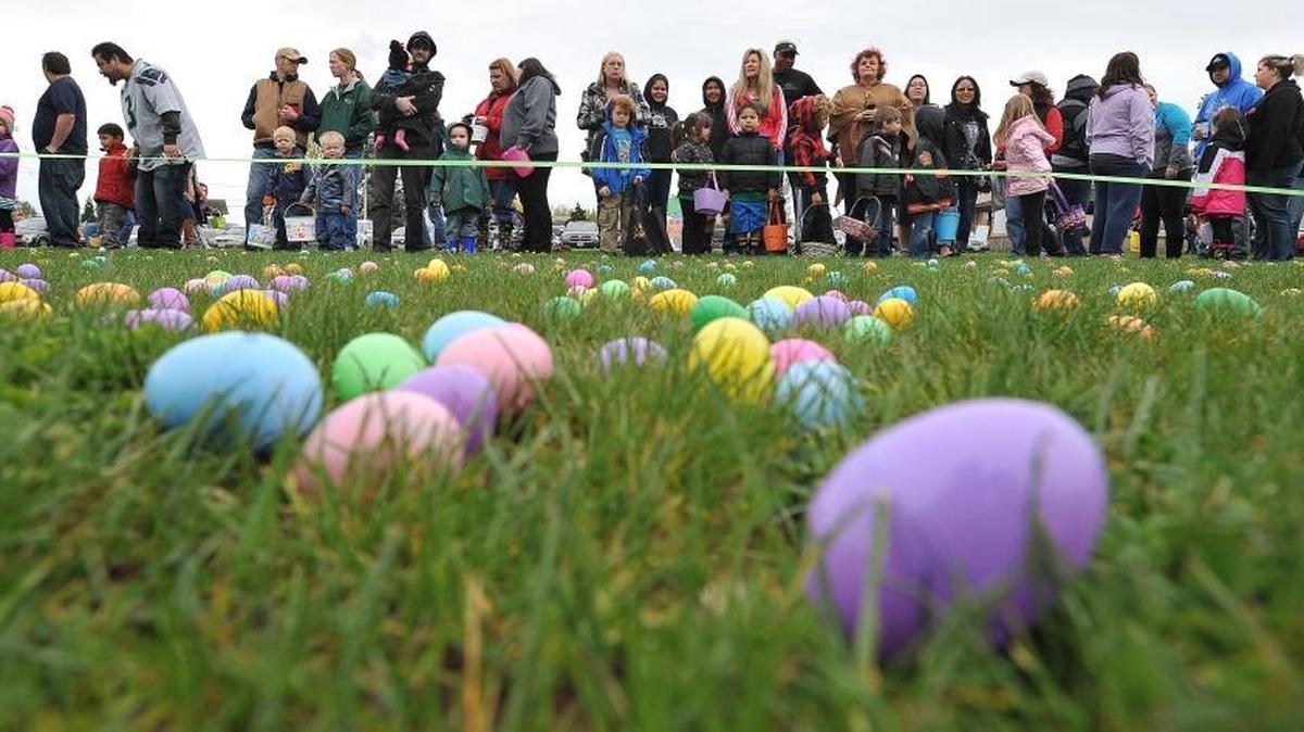 Candy-filled eggs cover the grass at The Great Community Easter Egg Hunt at Pioneer Park in Ferndale on April 19, 2014.
