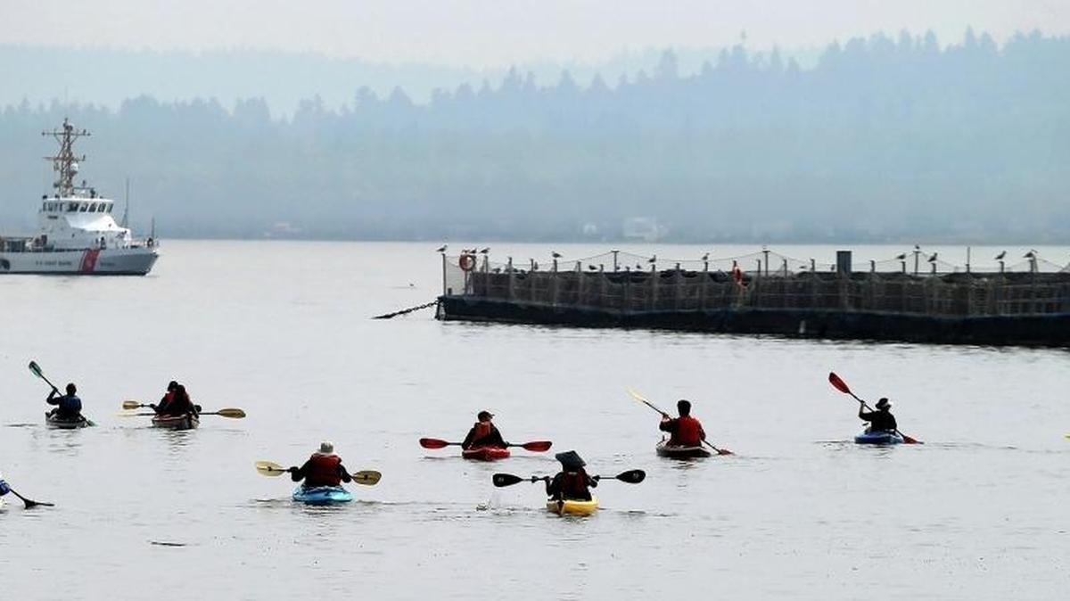 Kayakers paddle out to the fish pens in Rich Passage at Bainbridge Island, Wash., Saturday Sept. 16, 2017. A group called Our Sound, Our Salmon protested at the net pens off southern Bainbridge in Rich passage.