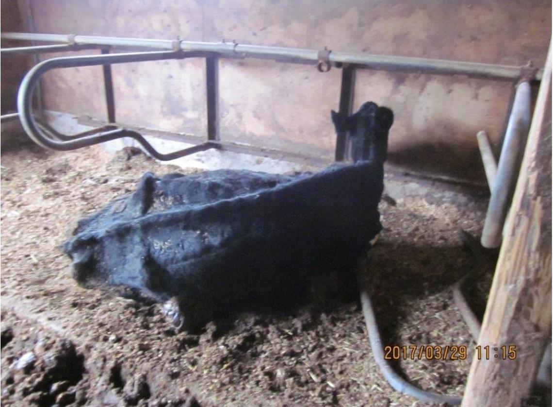 A cow on Seth Snook’s farm on March 29, 2017, in Ferndale.