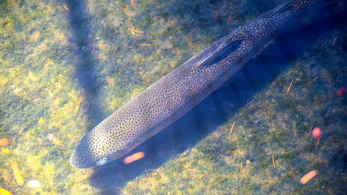 
Rainbow trout at fish hatchery at Whatcom Falls Park in Bellingham on Tuesday, July 28, 2015. Most of the fish at the hatchery have died because of warm temperatures.

