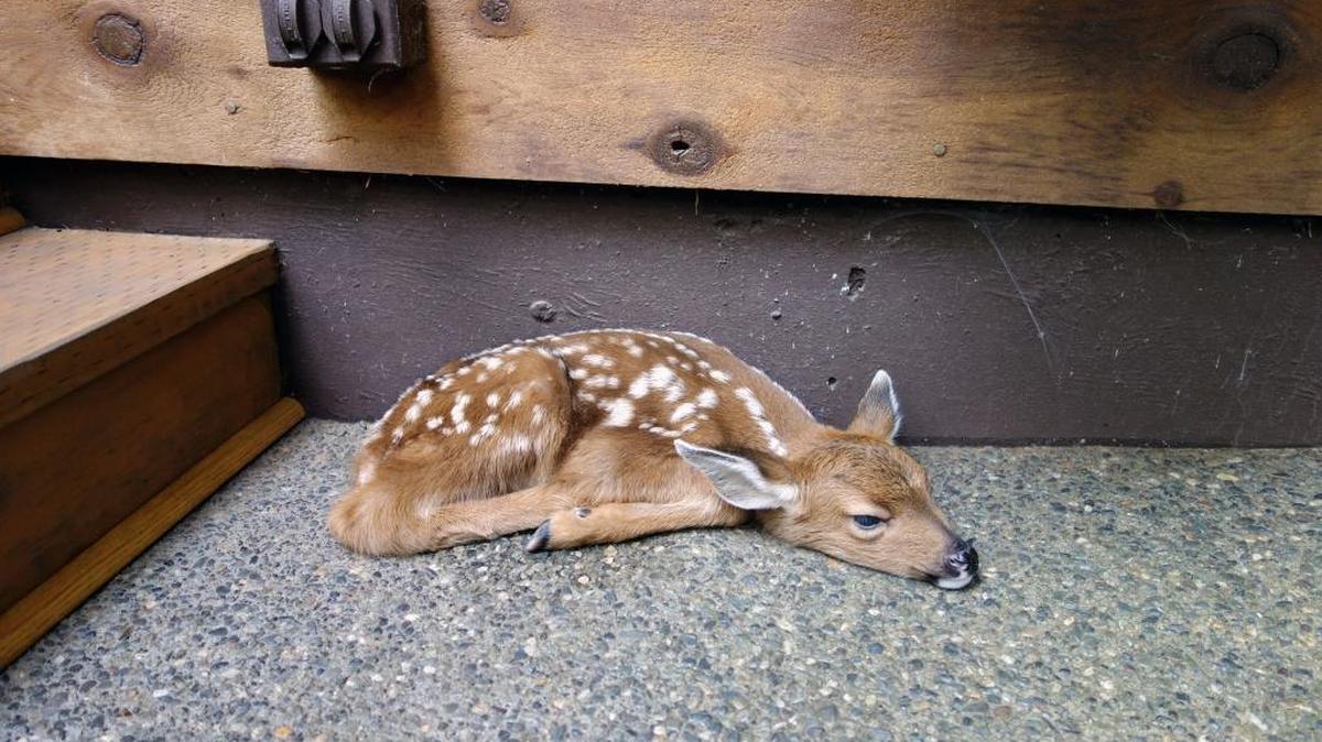 Kevin Musselman of Sudden Valley found this fawn lying on the front porch of his home Monday morning, May 22.
