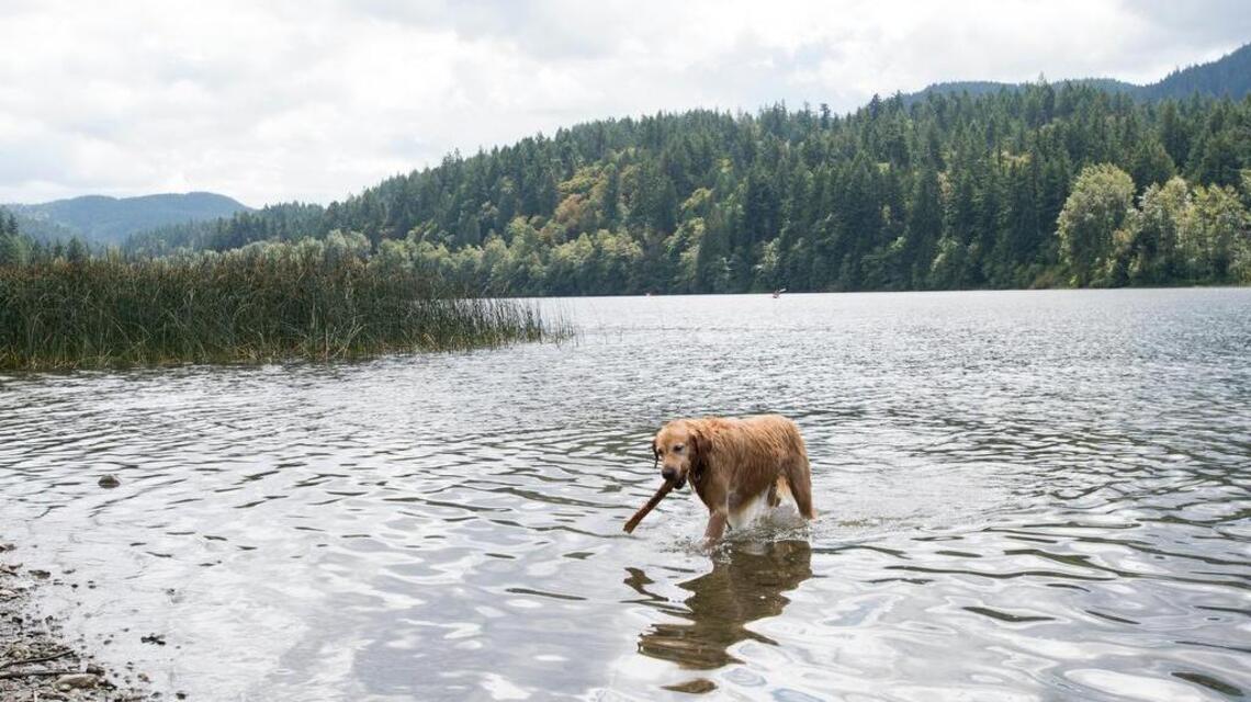 Toxic blue-green algae that can kill dogs spotted in California. How to identify and avoid it
