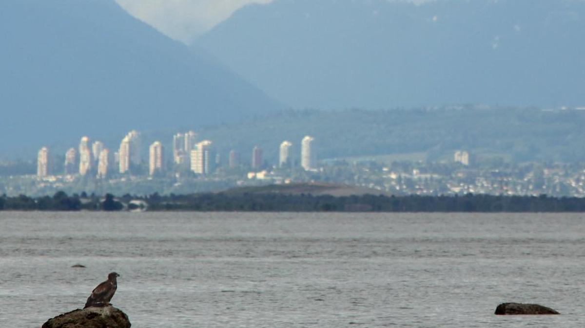 In this 2009 photo, an immature bald eagle is perched on a rock in front of the city of Burnaby, B.C. as seen from Lily Point Marine Park on Point Roberts. The Cedar Point Trail in the park has been closed because of instability after recent storms.