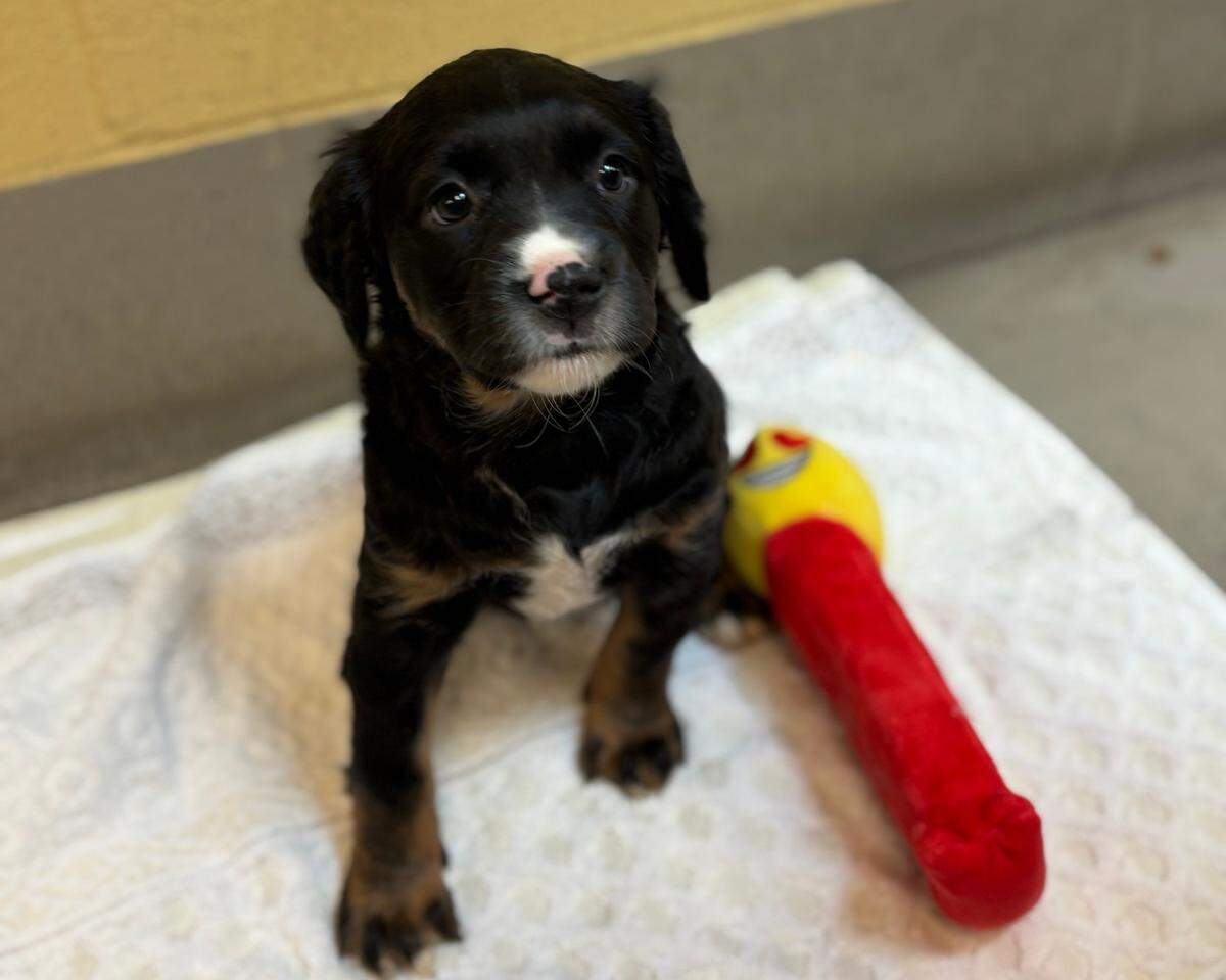 The shelter is already at capacity for dogs, and is struggling to care for them all. With a little or nine puppies delivered Feb. 23 and another litter of seven delivered Feb. 25, the shelter is looking for people to adopt.