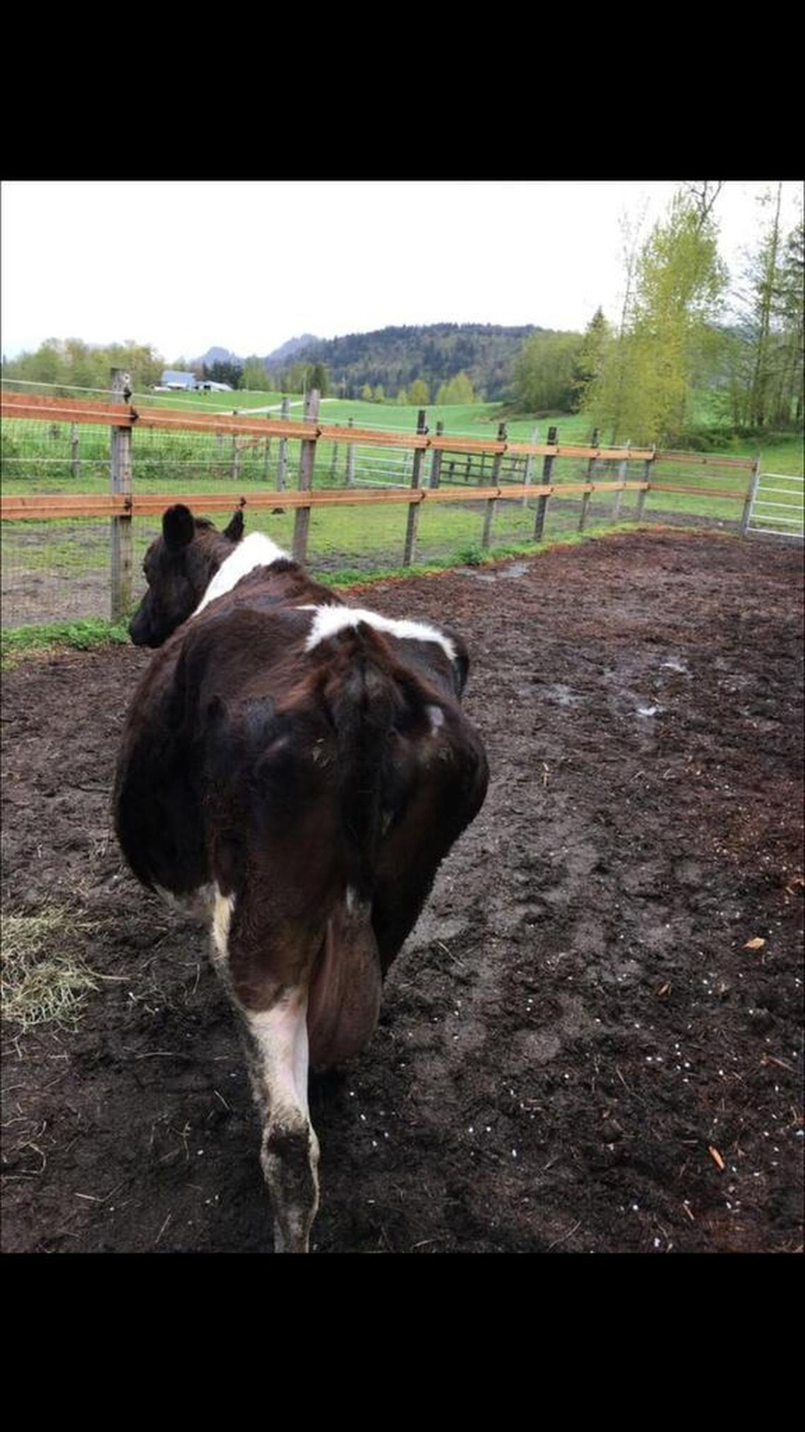 Roxy, a pregnant cow seized by the Whatcom Humane Society, on April 26, 2017. She was among 12 cows who underwent blood tests for Johne’s disease in early May. One test came up positive, but was later proven to be negative by a more reliable fecal test, court records show. In the meantime, the cows were euthanized.