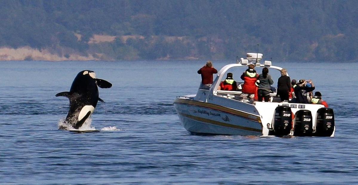 In this photo taken July 31, 2015, an orca whale leaps out of the water near a whale watching boat in the Salish Sea in the San Juan Islands.