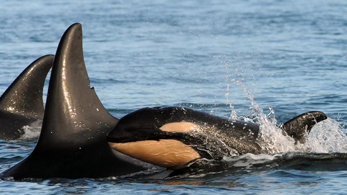 An orca calf, first spotted by whale watchers near San Juan Island on Dec. 1, has joined the southern-resident J Pod. Born to a 22-year-old mother known as J28, the unnamed calf is the eighth whale born to the three pods of southern-resident orcas since last December.