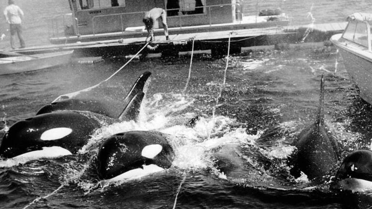 Tribes, environmental groups call for this captive orca’s return