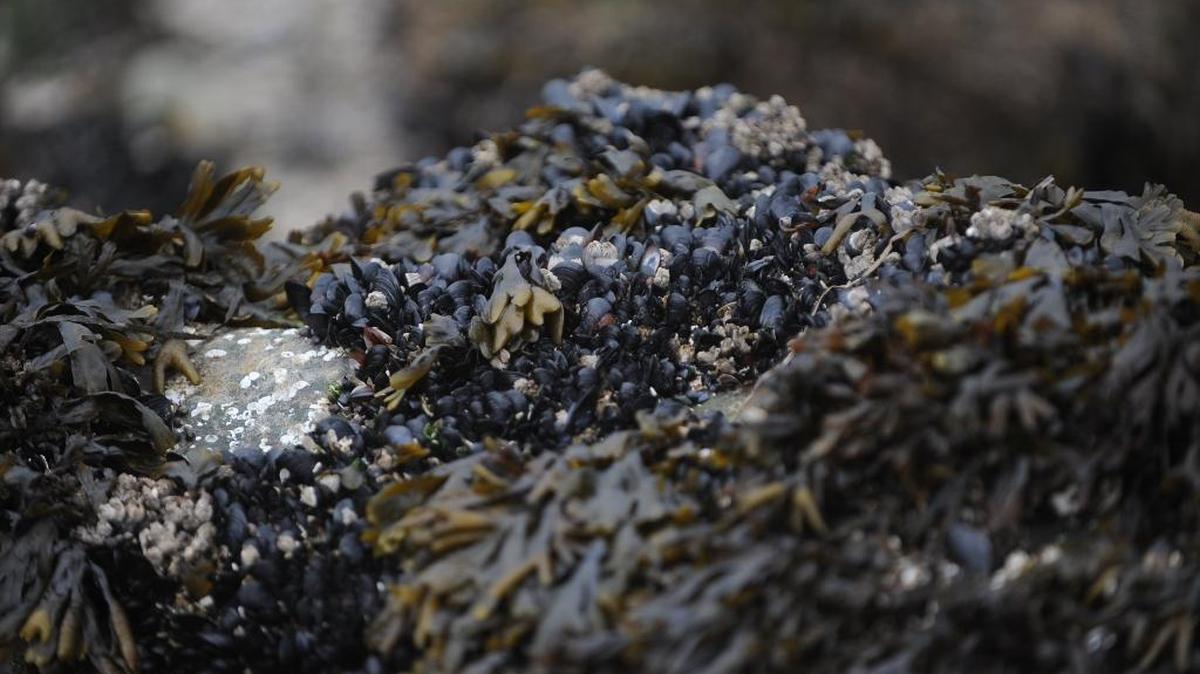Beaches from Bellingham Bay south to the Skagit County line, including all of Larrabee State Park are closed to recreational shellfish harvesting.