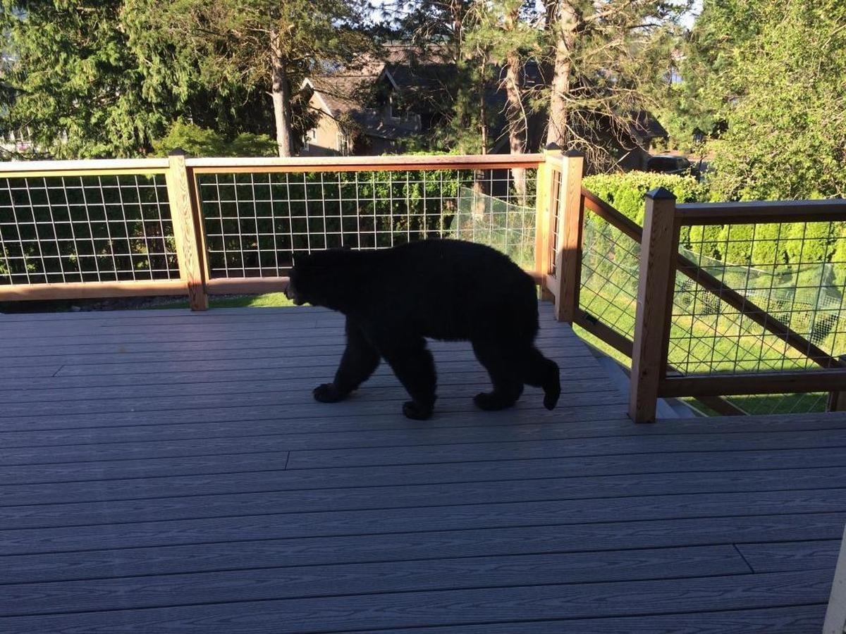 Dake Traphagen provided this photo of a young black bear roaming around the upstairs deck of his home near Lake Whatcom.