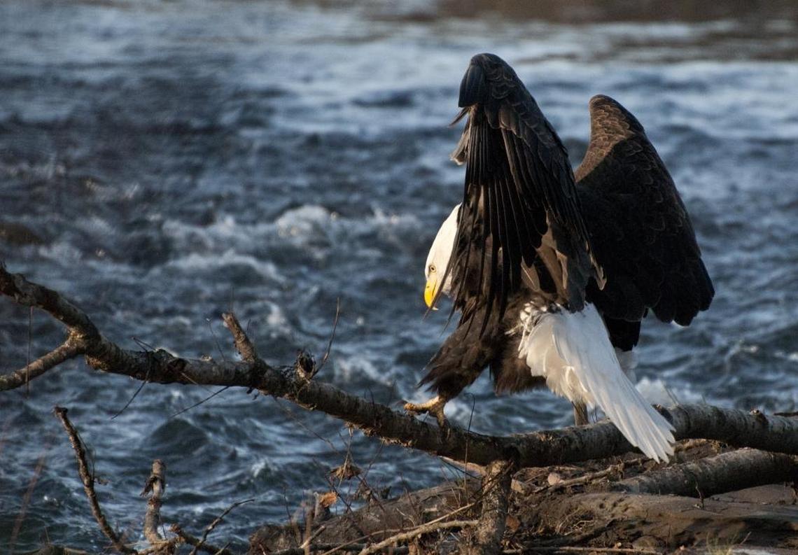 A bald eagle along the Nooksack River in Whatcom County in this 2013 file photo.