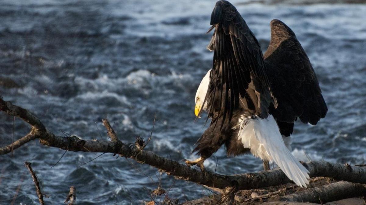 A bald eagle along the Nooksack River in Whatcom County in this 2013 file photo.