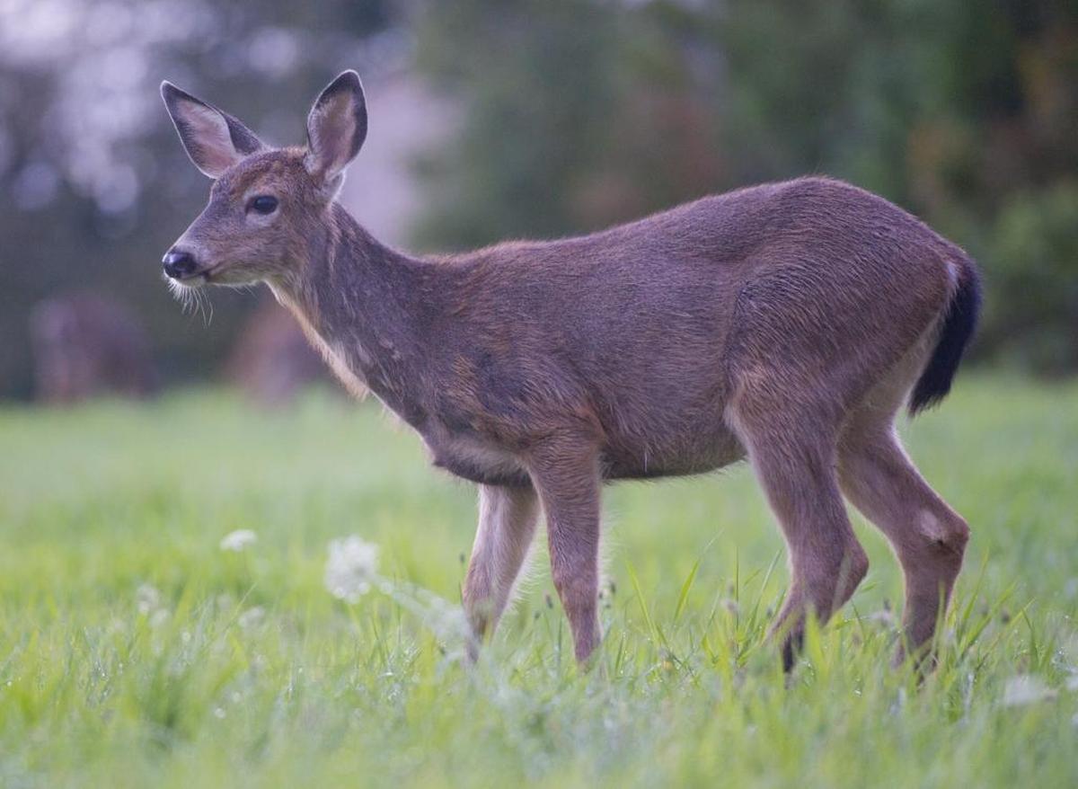 A deer grazing in a field in the Barkley Neighborhood. The Bellingham City Council is considering a ban on feeding wild deer in city limits.