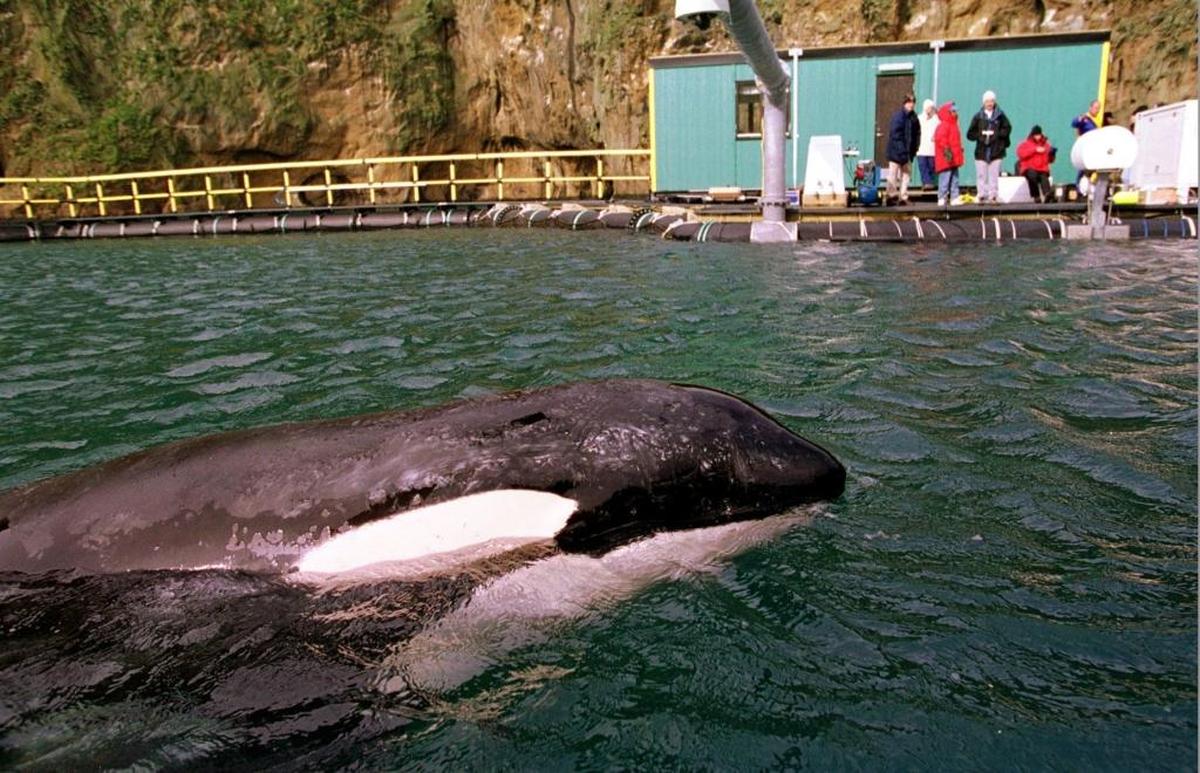 Keiko, the killer whale, swims in his new sea pen at Heimaey, Iceland, Friday, Sept. 11, 1998. Keiko died from pneumonia about a year after his full release into the wild.