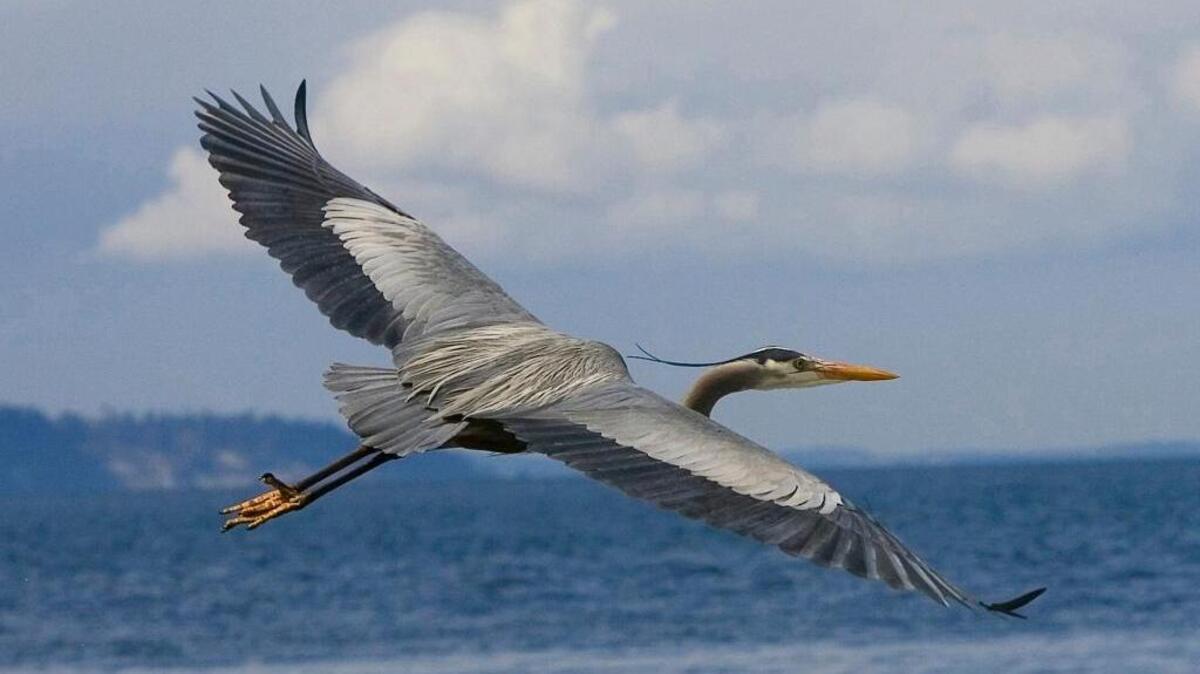 A great blue heron soars along the beach near the Edmonds, Wash. ferry dock on April 14, 2008. A kayak protest planned for May 13-15, 2016 in Anacortes may impact a large colony of herons nesting and feeding their young.