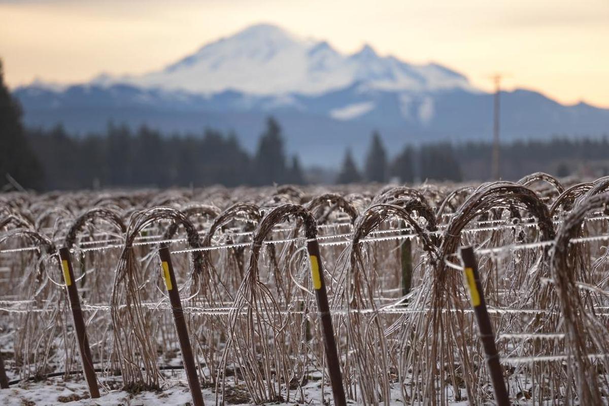Frozen raspberry canes along Birch Bay-Lynden Road west of Lynden, Tuesday, Jan. 2, 2018. About 500 residents in north Whatcom County remained without power after the weekend ice storm.