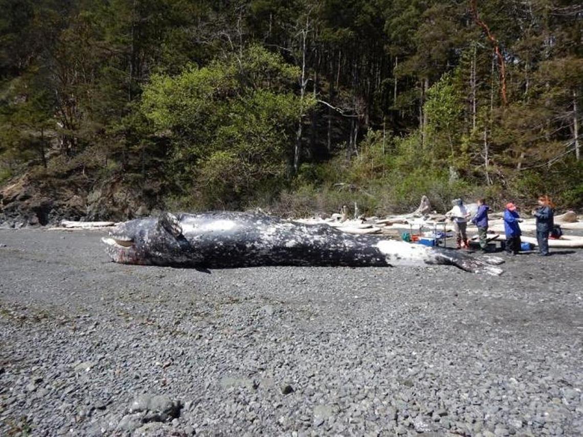 A dead gray whale found floating in Bellingham Bay on May 10 was towed to a remote beach that same day for a necropsy.