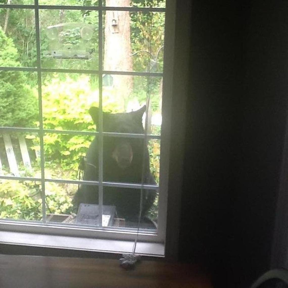 An adolescent black bear peers into the window of a home near Northridge Park on Monday. The bear tried to gobble seed from the window-mounted bird feeder.