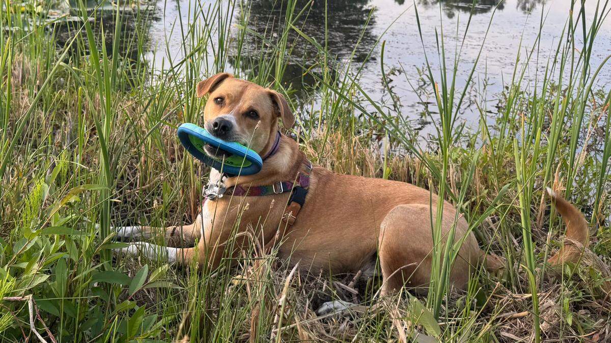 Sarge, a rescue dog, was voted the cutest dog in the Bellingham area in 2025.