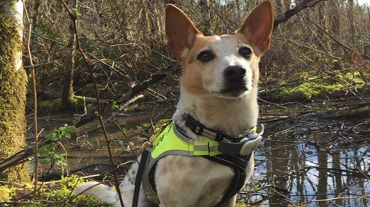 Crush, a sewage-sniffing dog, will come to Whatcom County on April 28-29, 2016, to help find possible sources of human waste as part of an effort to clean up fecal bacteria pollution in waterways here.