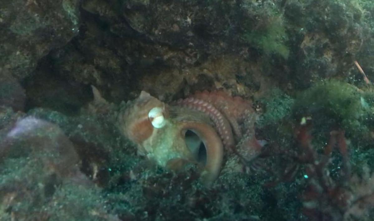 A giant Pacific octopus is thriving at the Marine Life Center in Bellingham.