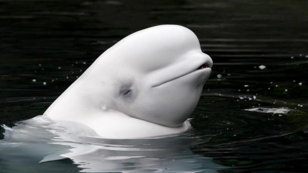 Aurora, a 30-year-old beluga, died at the Vancouver Aquarium on Nov. 25, 2016 – nine days after her calf, Qila died. Qila was the first beluga whale conceived and born in captivity at a Canadian aquarium.