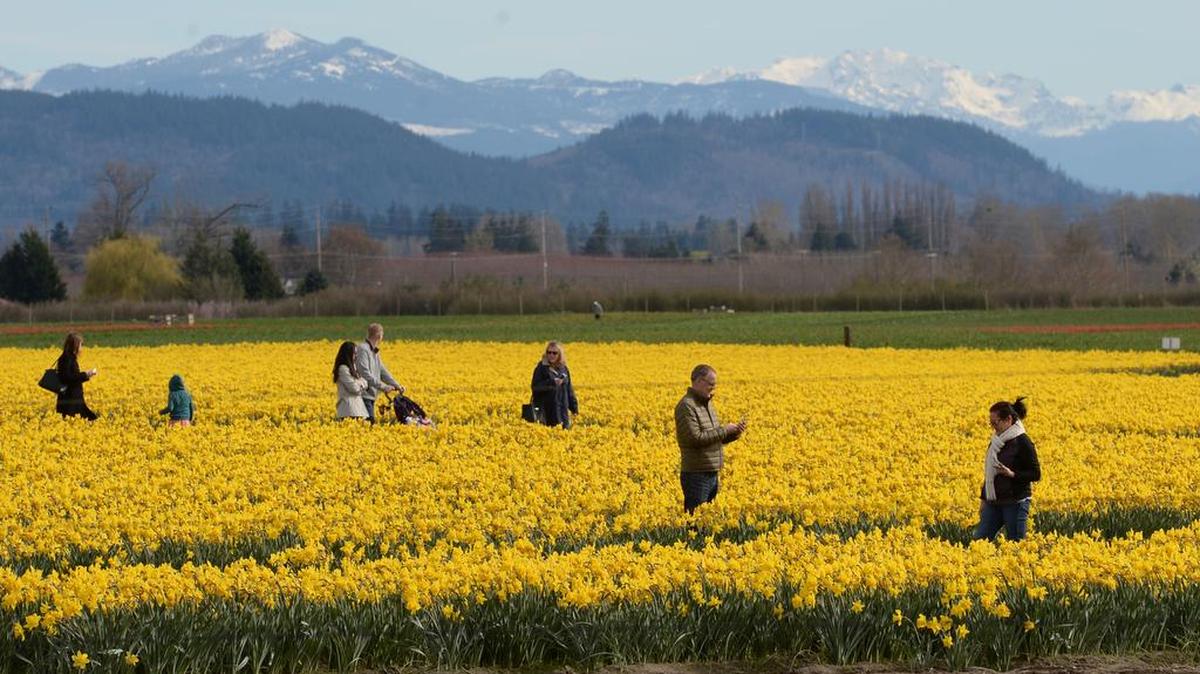 Skagit Valley has more than its tulip festival, as surrounding fields first bloom with bright yellow daffodils.