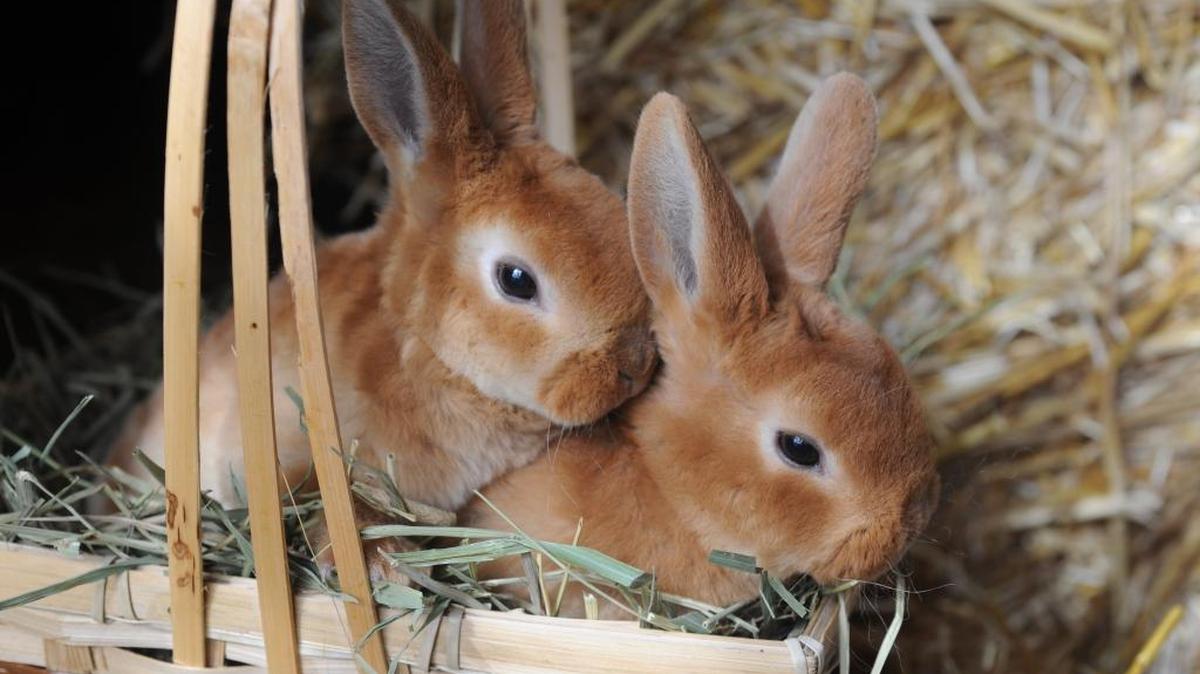 Baby bunnies at the former Hannegan Farm and Home south of Lynden in March 2013. With a little preparation and training, people can make their homes welcoming for rabbits as house pets.