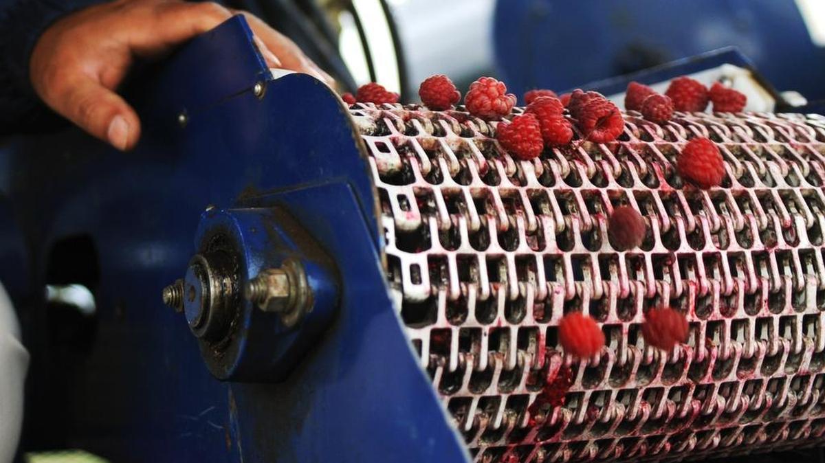 A worker watches over raspberries on a raspberry harvester as the fruit drops off of a conveyor belt and into a barrel at a farm in Lynden. Raspberries are a big part of Whatcom County’s agricultural industry.