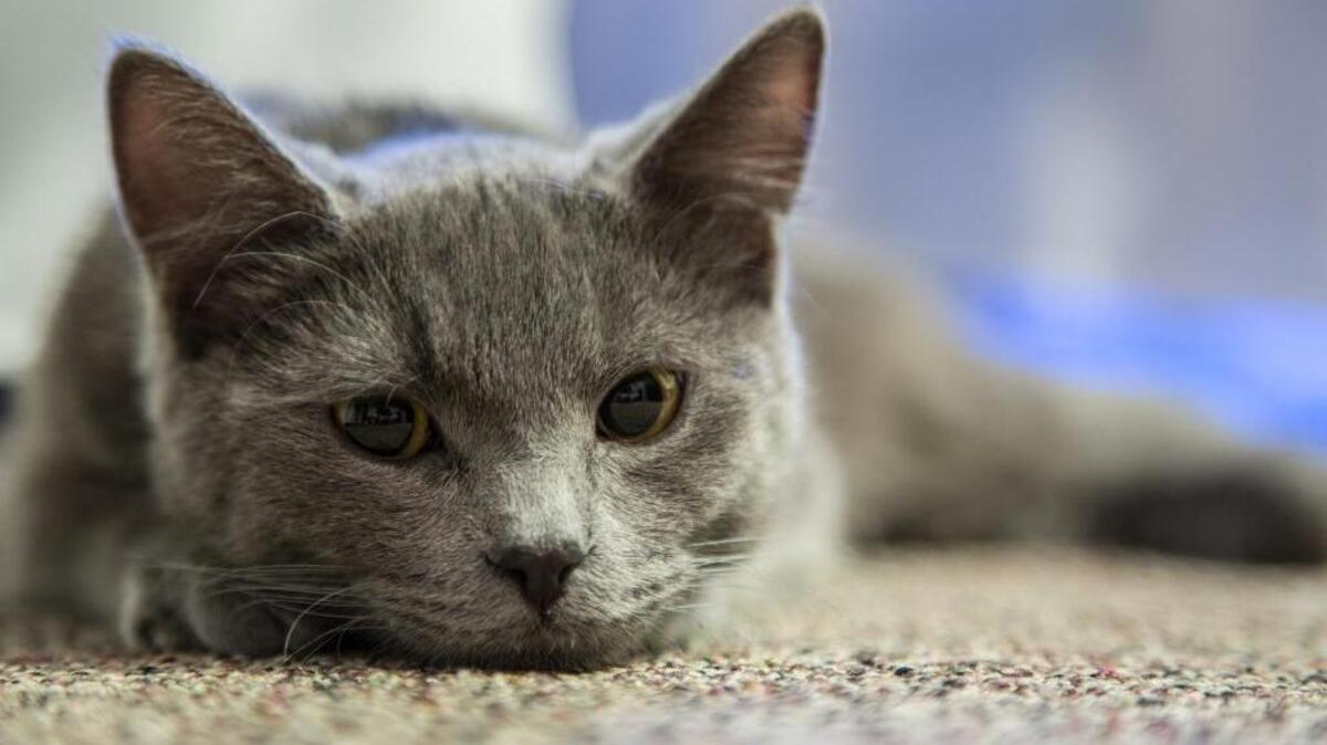 Cleo, a 7-month-old Russian blue cat, was lost in the Egan family’s car crash in east Oregon during their move to Bellingham last month. Cleo turned up in a barn about a mile away from the crash and was reunited with the Egans last week.