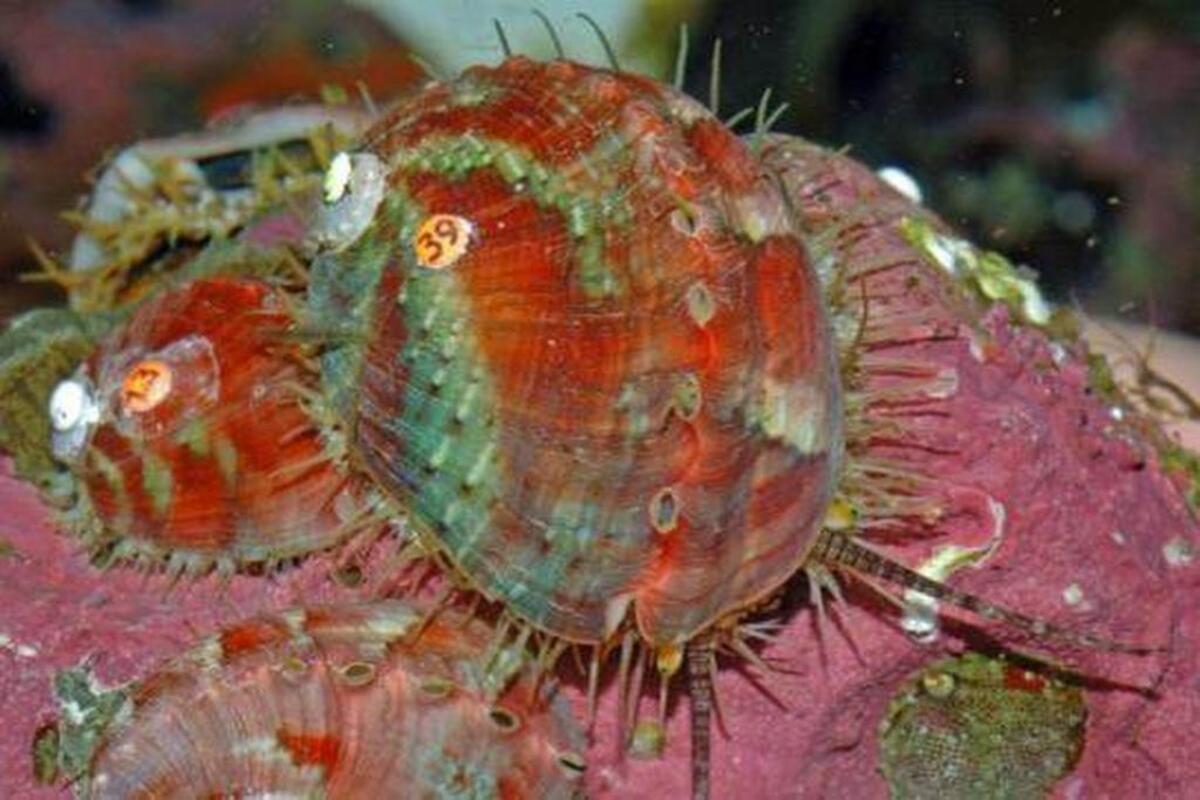 Pinto abalone, which is found in area marine waters and is prized for their meat and shiny shells, were designated as endangered in 2019.