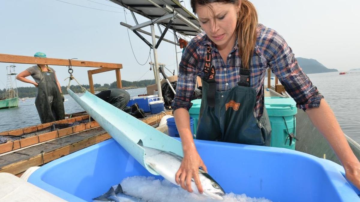 Reef net fisher Eden Southworth slides sockeye salmon into a iced tote on a fishing barge off the coast of Lummi Island on Aug. 22, 2014.