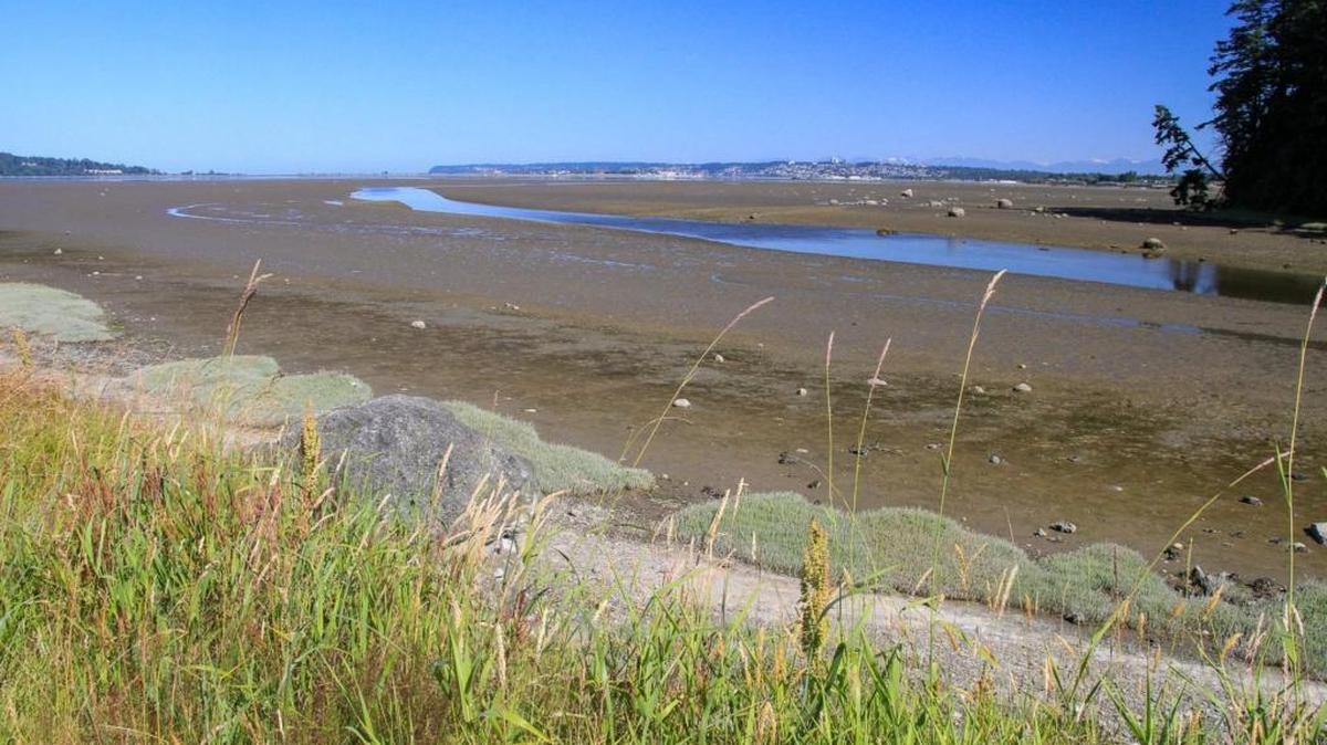 The view from the California Creek Estuary property in July 2017.