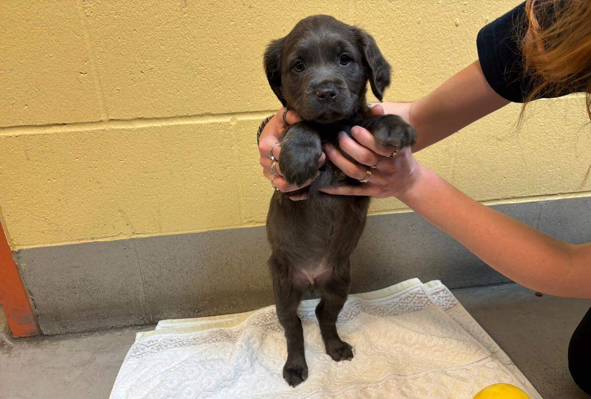 One of 16 puppies dropped off at the Whatcom Humane Society in the last four days. The puppies need to be cleared medically over the next few days, and should be up for adoption in a few weeks.