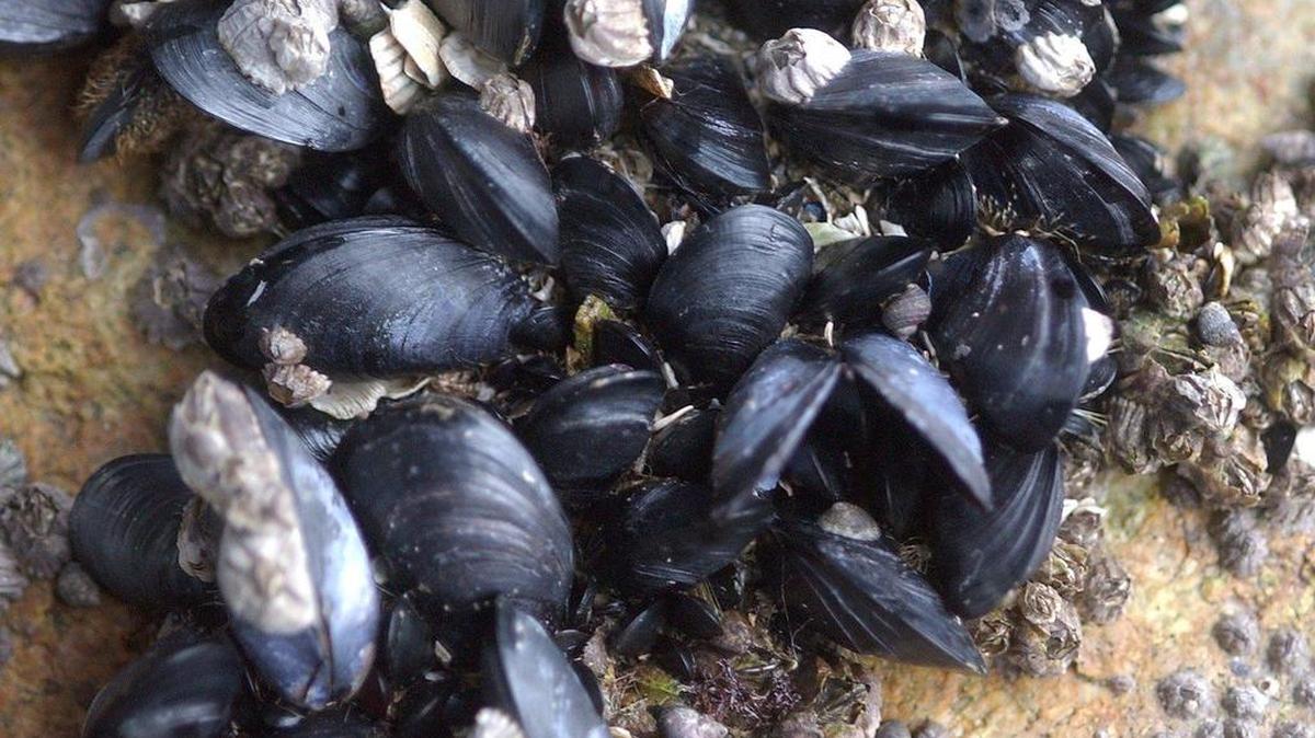 Eight mussel species were recently declared extinct by the U.S. Fish and Wildlife Service, including one native to Kentucky.