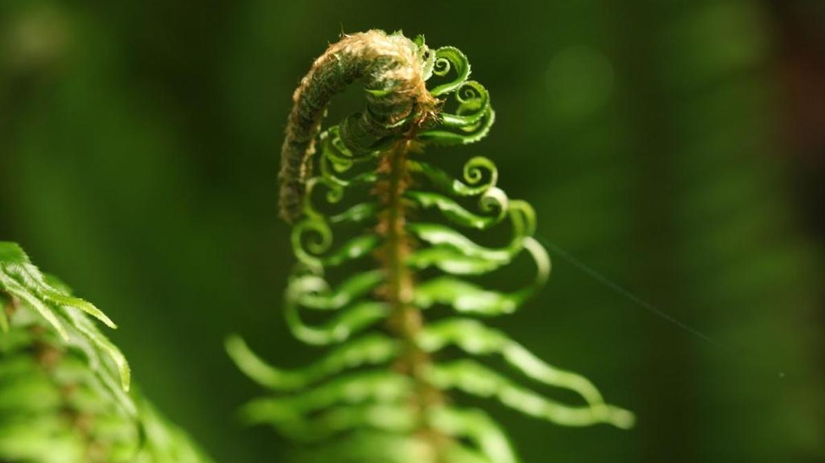 A fern uncurls itself in the warming weather of spring 2009.
